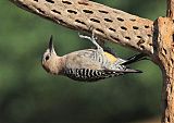 Gila Woodpecker